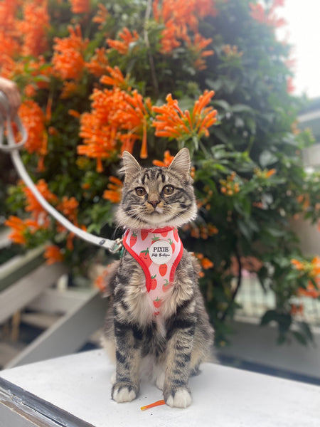 Kitten wearing a strawberry pattern harness with orange flowers in the background