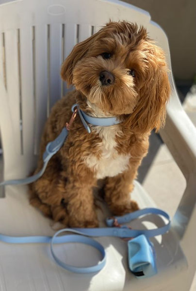 Waterproof Dog Collar: Sky Blue