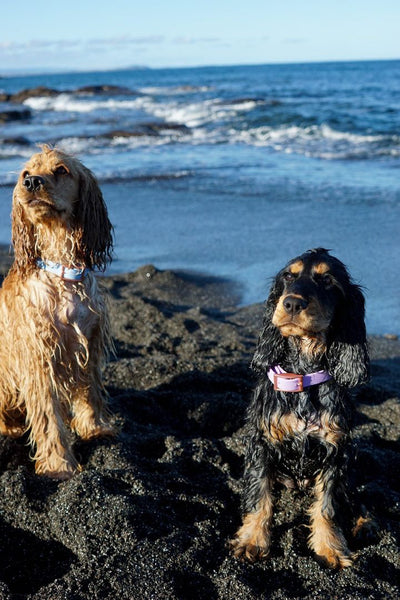 Waterproof Dog Collar: Lilac